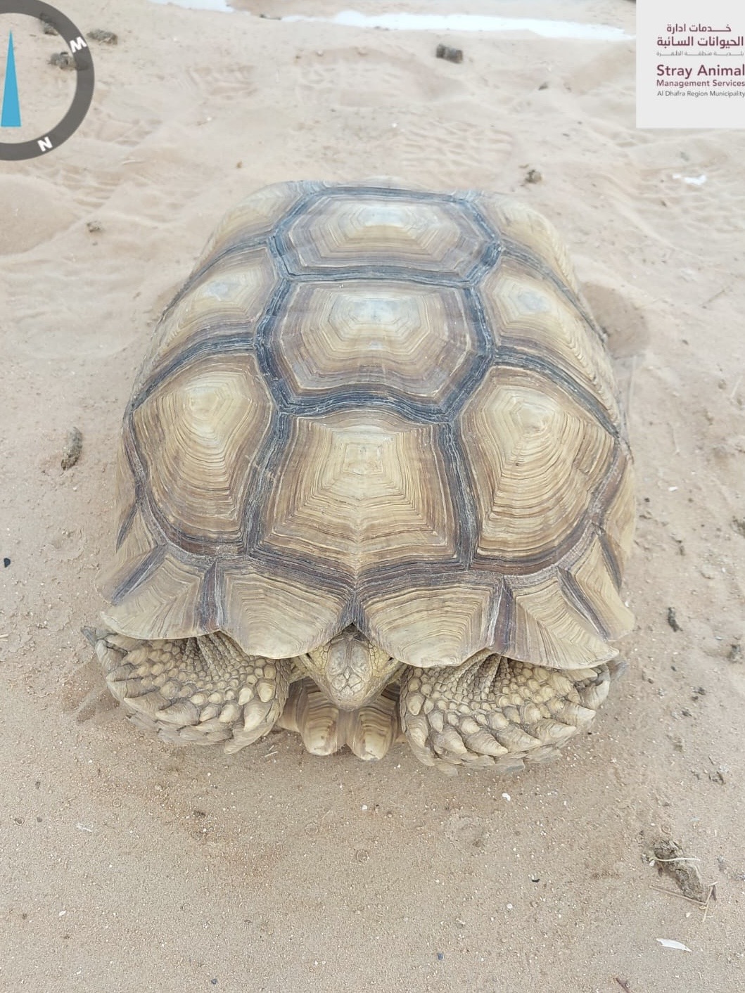 pet